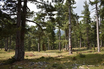 Obraz premium forest