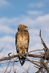 Juvenile Bateleur.