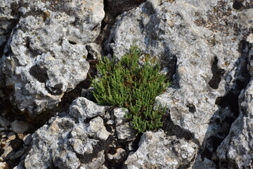 green moss on rock