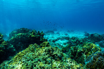 underwater scene with coral reef and fish.