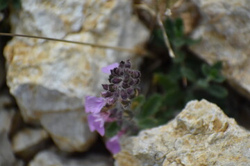 flower on rocks