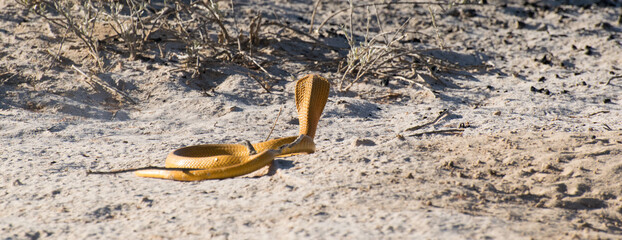 Cape cobra and a squirrel.