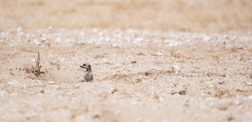 Meerkat on the lookout.