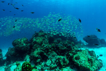 Naklejka na ściany i meble fish is swimming through the coral of RAYA Island Phuket Province; Thailand