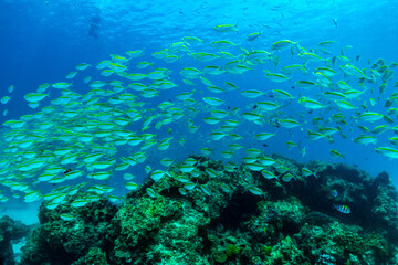 fish is swimming through the coral of RAYA Island Phuket Province; Thailand