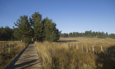 Sur le chemin de Compostelle, la travers&eacute;e sur le chemin de la via Podiensis, les paysages du parc R&eacute;gional de l'Aubrac dans le Massif Central.