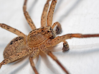 House Spider, Hausspinne (Tegenaria domestica)