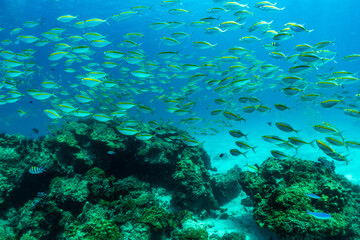 Naklejka na ściany i meble fish is swimming through the coral of RAYA Island Phuket Province; Thailand