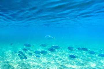 Group of fish swimming in the clear sea.