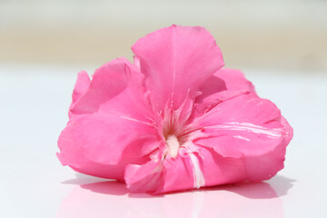 Nerium oleander are blooming 