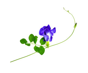Butterfly pea flower on white background. top view