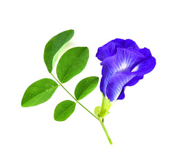 Butterfly pea flower on white background. top view