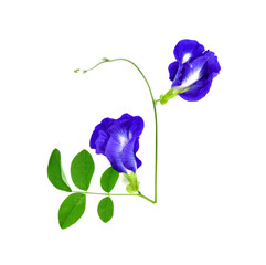 Butterfly pea flower on white background. top view