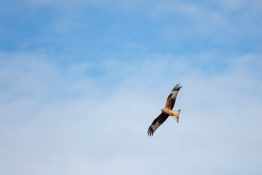 Red kite in flight with the sky in the background. Milvus milvus.