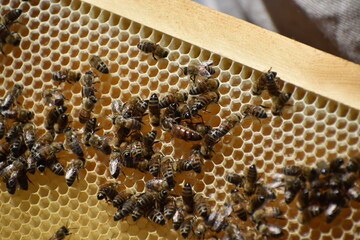 queen bee on honeycomb.