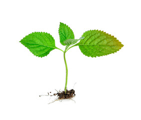 Young plant in soil humus on a white background