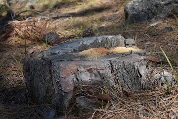 Obraz premium firewood in the forest