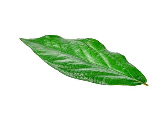 Naklejka na ściany i meble leaf isolated on white background.