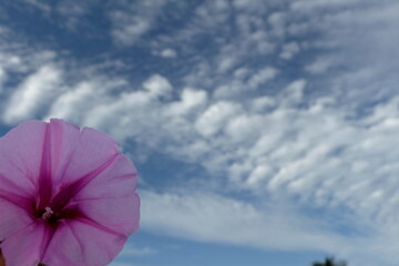 Morning glory flower Up to the beach by the sea. And can be used to relieve the poison from...