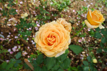 The yellow rose in the garden.