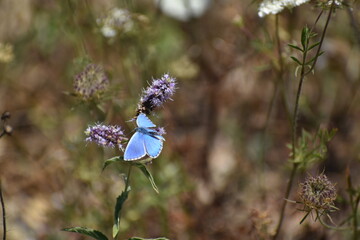 blue butterfly on a flower