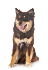 Finnish Lapphund in studio