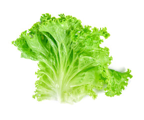 Salad leaf. Lettuce isolated on white background. Top view