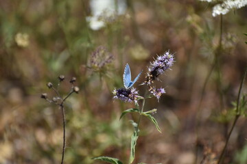 blue butterfly on a flower