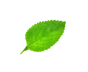 Obraz premium Green leaf isolated on white.