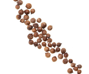 round coriander seeds on white background