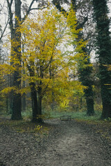 Obraz premium Photograph of a bench under a yellow tree