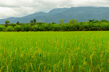 Green rice fields in valley with clouds above and mountains in background