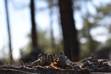 Small towns on woods