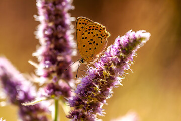 Butterfly on purple flower