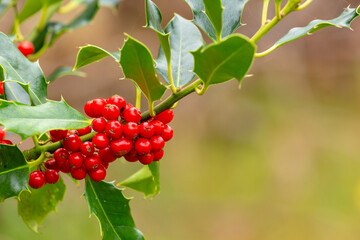 Background with fresh holly branch with red berries in a natural setting outdoor.