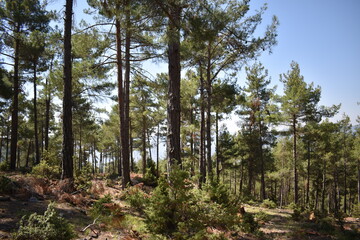 pine trees in the forest