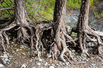 Bare roots of trees of bizarre shapes