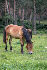 Naklejka na ściany i meble Horse grazing in a meadow near the forest