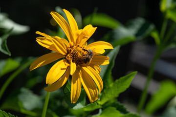 Bee sitting on yellow flower at sunny summer day nature macro 