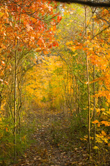 yellow fall leaves in laneway of forest in woods in rural area during autumn with no people seasonal background