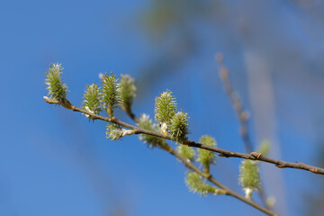 Gelb blühende Weidenkätzchen (lat.: salix) an einem Zweig im Frühling vor blauem Himmel