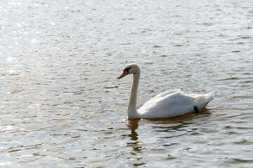 Mute Swan. Large white water bird. Floating on the lake