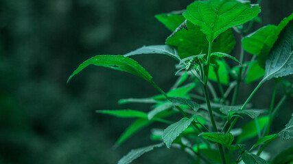planta verde con hojas grandes en primer plano con fondo borroso