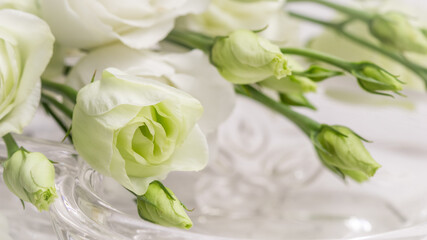Soft focus, abstract floral background, white Eustoma flower with buds. Macro flowers backdrop for holiday brand design