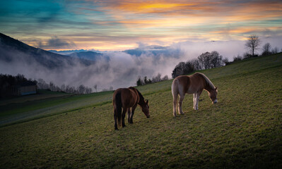 Zwei Pferde weiden im abendlichen Herbstnebel