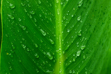 gotas de lluvia en una hoja verde en close up