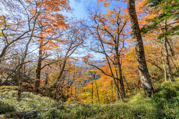Fototapeta premium 大台ヶ原の紅葉 奈良県 Autumn leaves in Oodaigahara Nara-ken