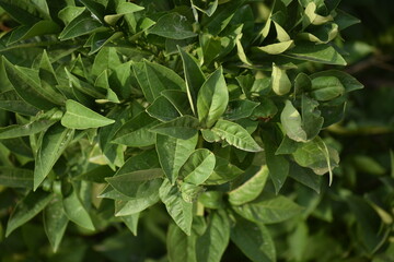 green leaves background