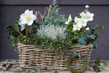 Helleborus niger, Silberdrahtpflanze und Mühlenbeckia im Korb als rustikale Winter-Gartendekoration