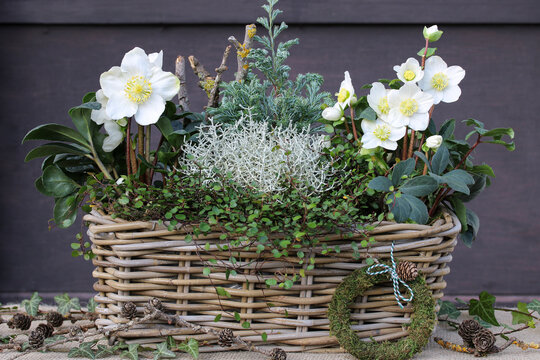 Helleborus niger, Silberdrahtpflanze und M&uuml;hlenbeckia im Korb als rustikale Winter-Gartendekoration